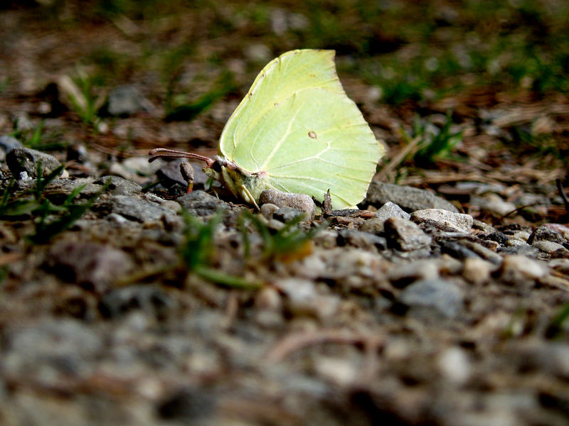 schmetterling.