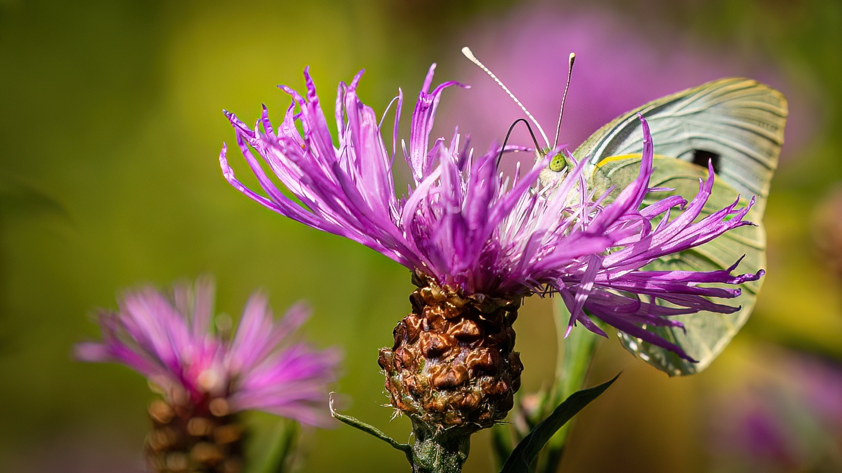 Schmetterling