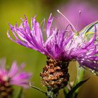 Schmetterling