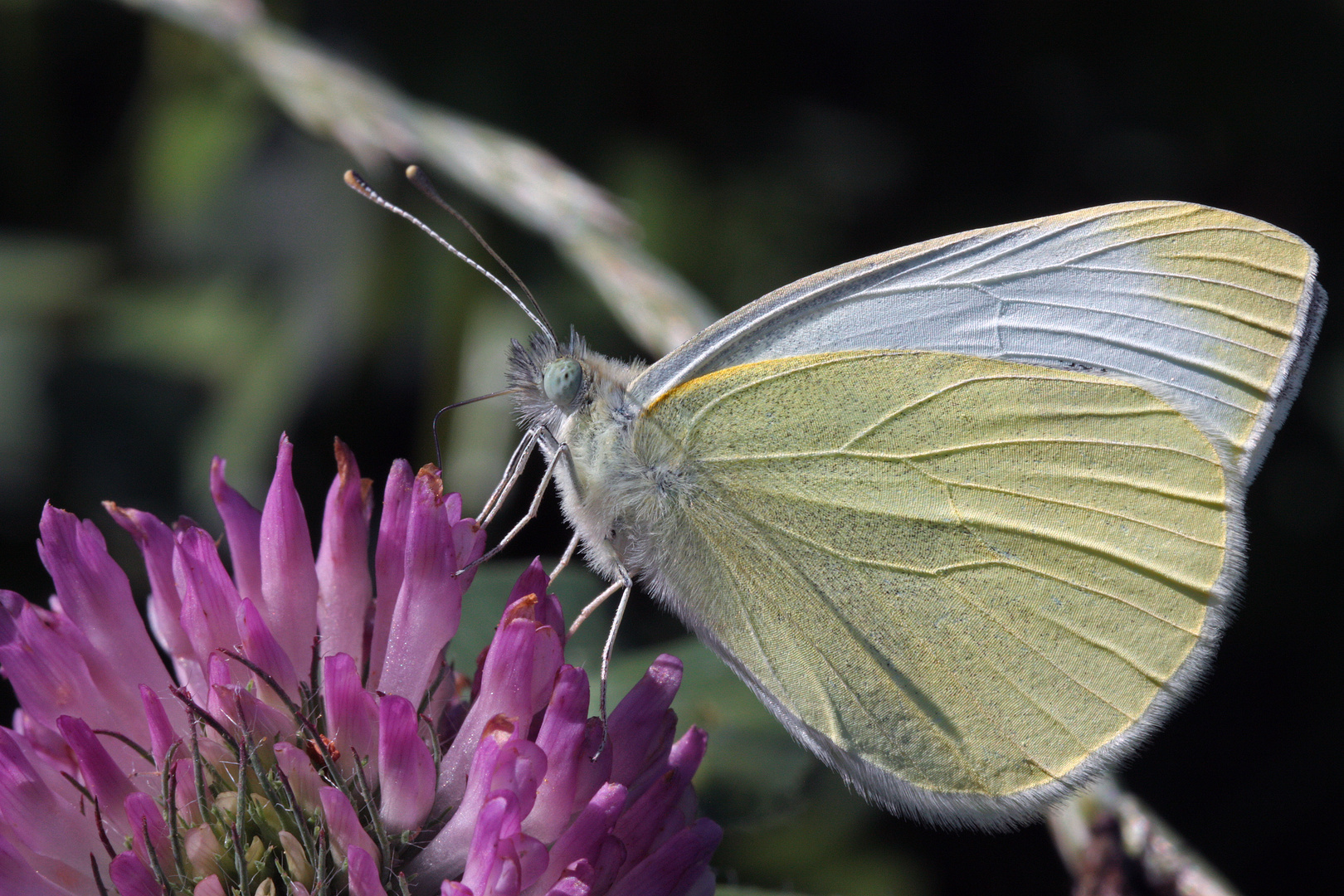 Schmetterling