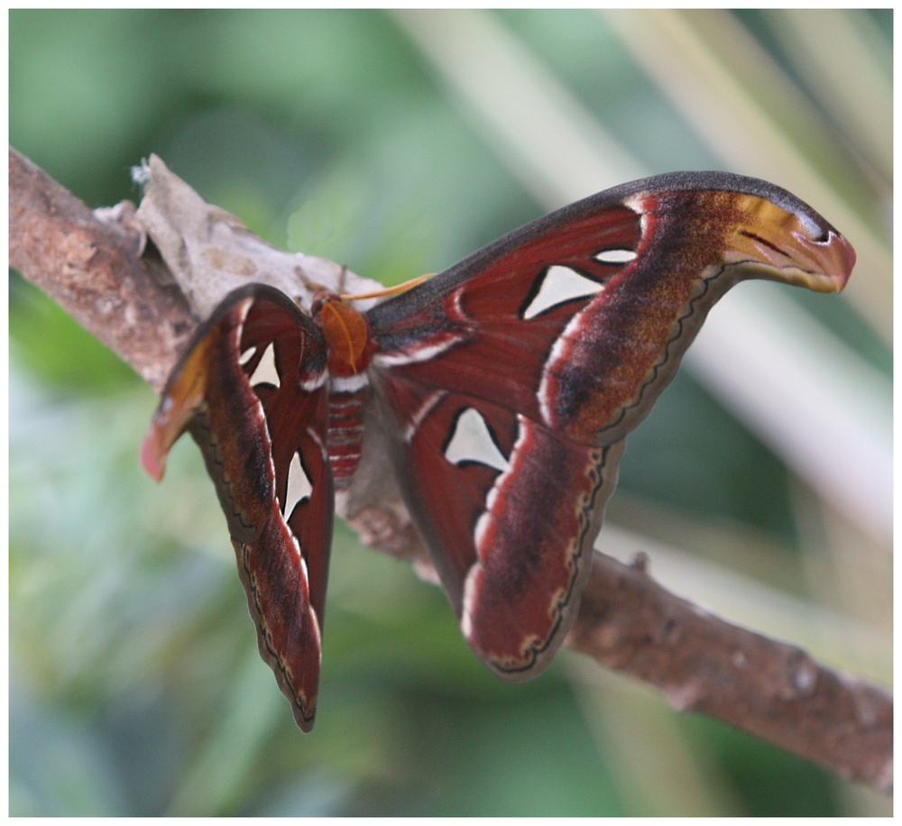 Schmetterling (9896)