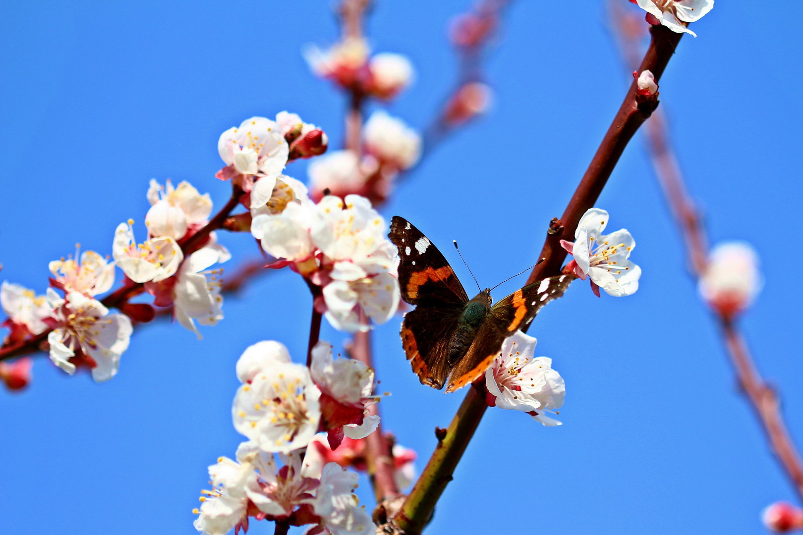 Schmetterling