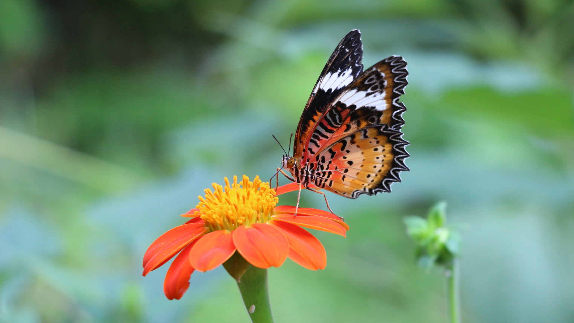 Schmetterling