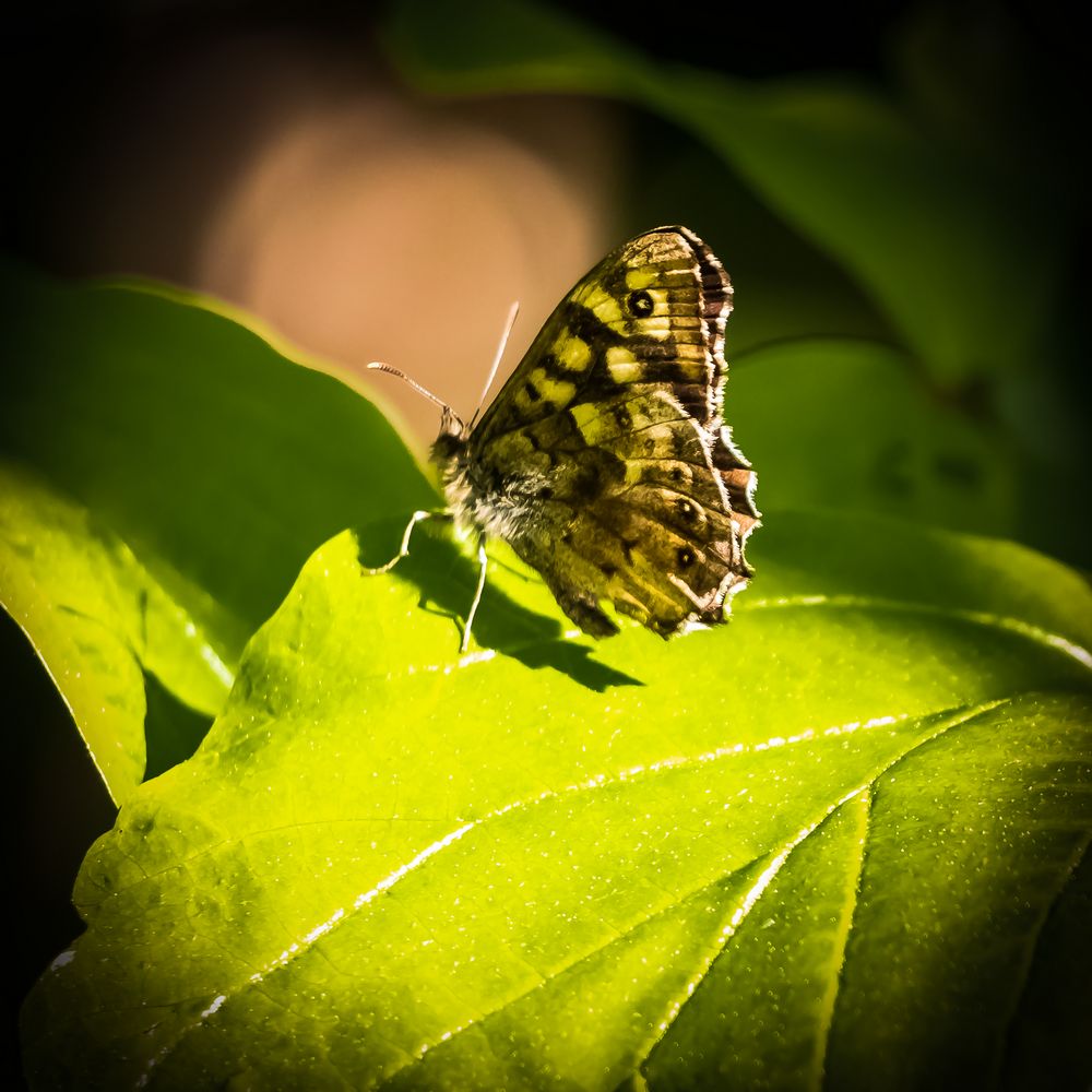 Schmetterling