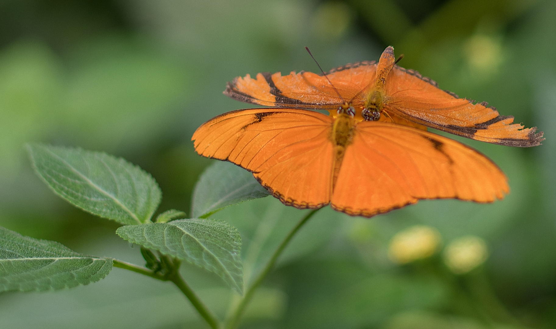 Schmetterling