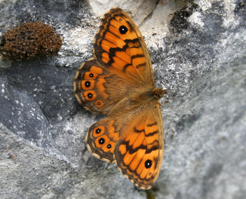 Schmetterling