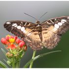 Schmetterling (9907)