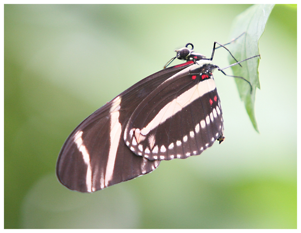 Schmetterling (9916)