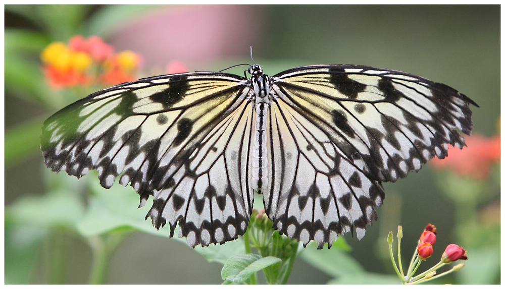 Schmetterling (9924)