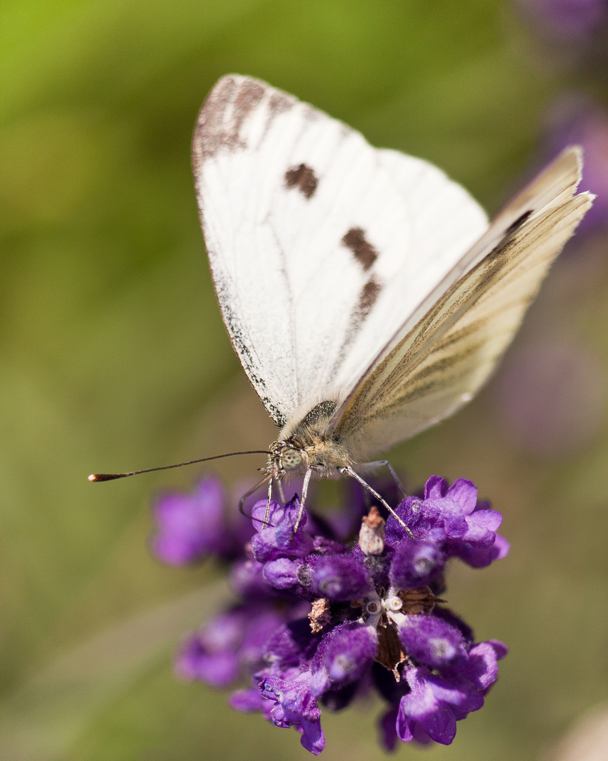 Schmetterling