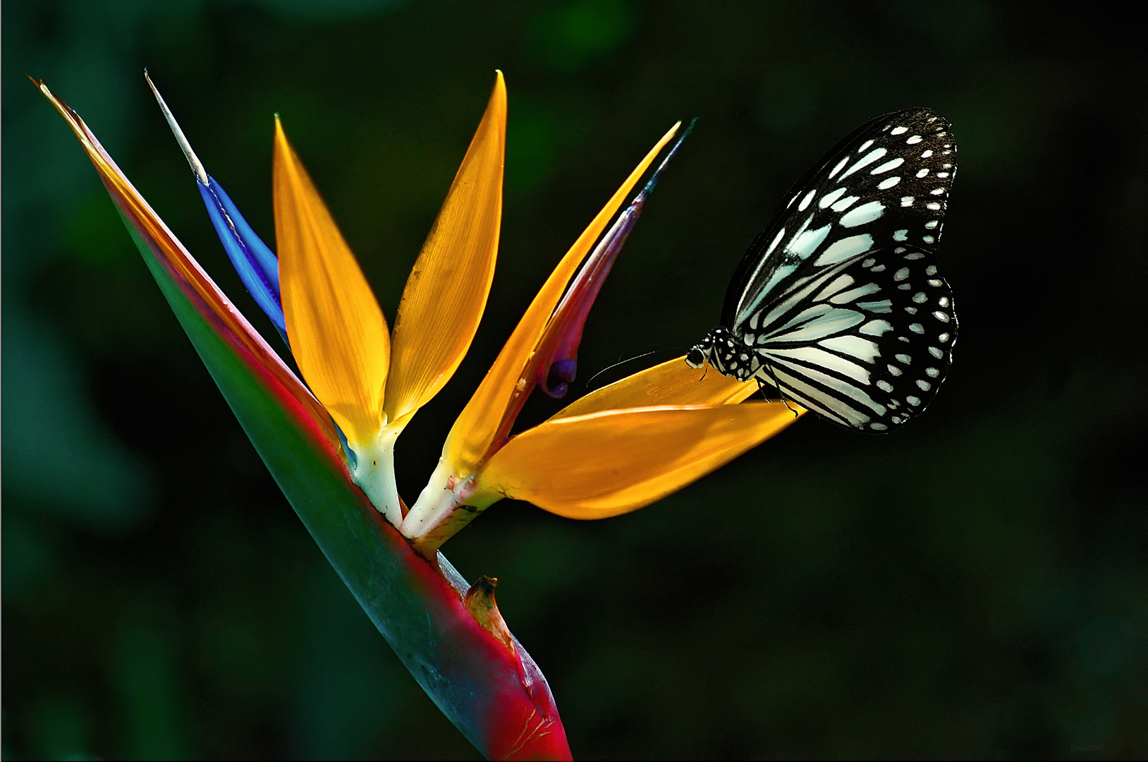 Schmetterling