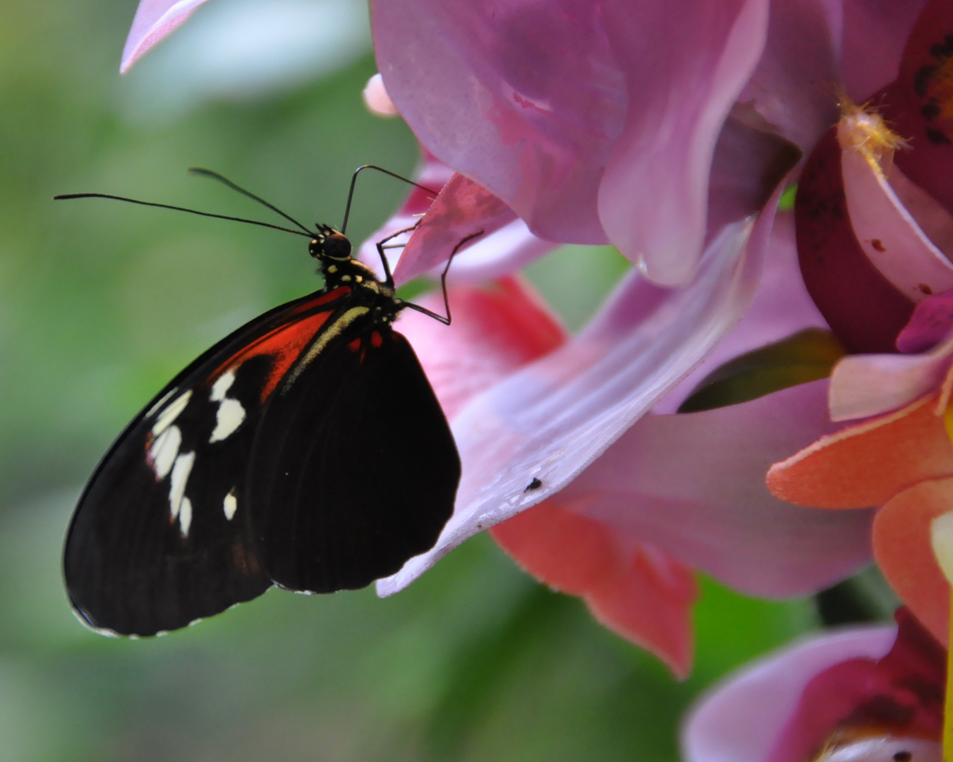 Schmetterling