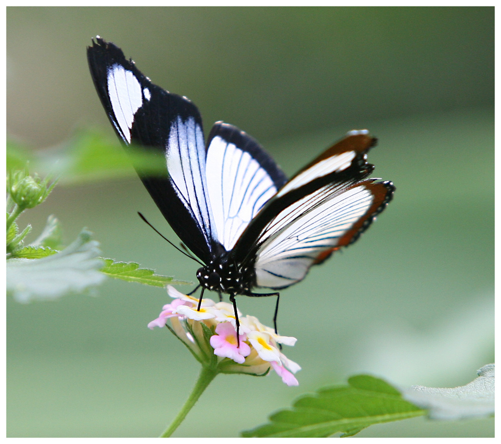 Schmetterling (9958)