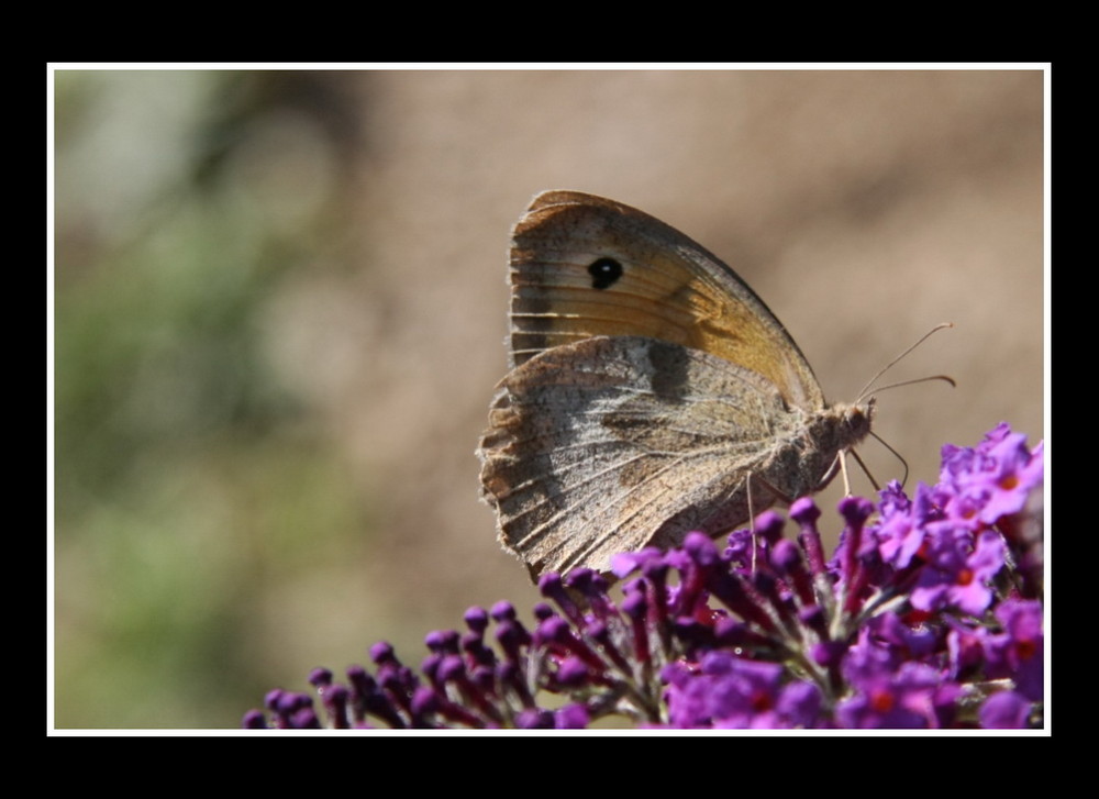 Schmetterling