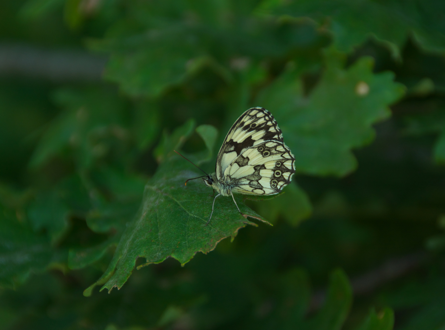 Schmetterling