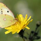 Schmetterling