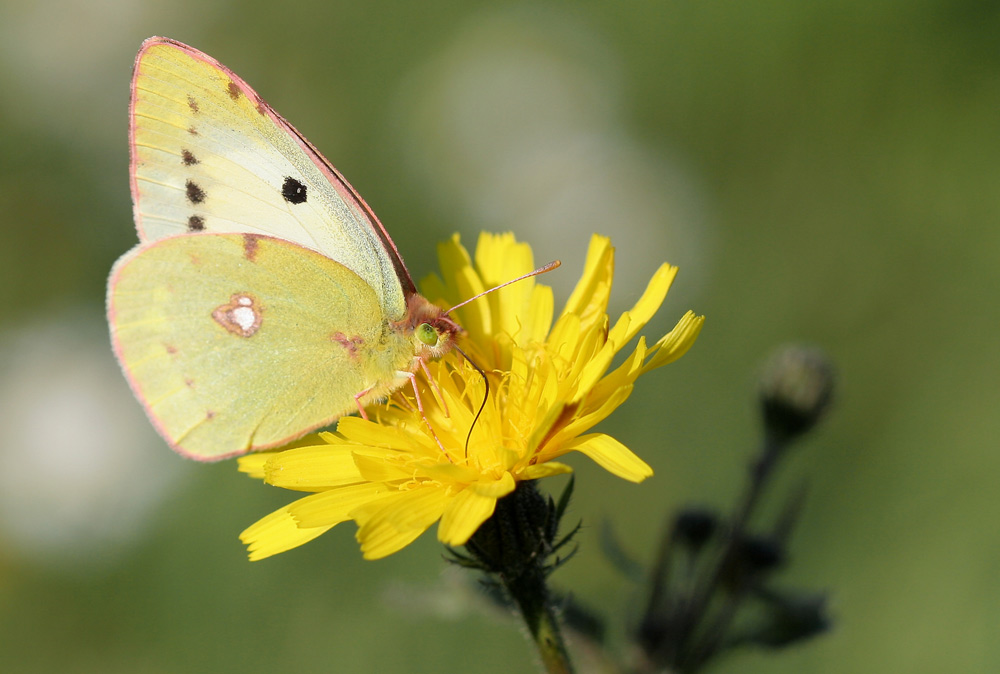 Schmetterling