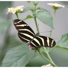 Schmetterling (9970)