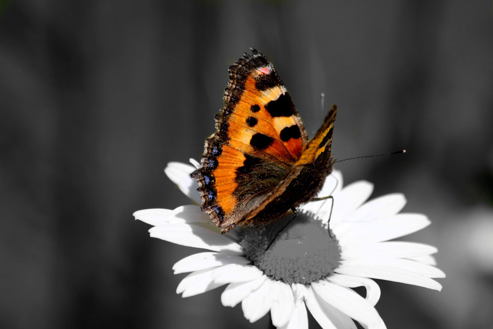 Schmetterling