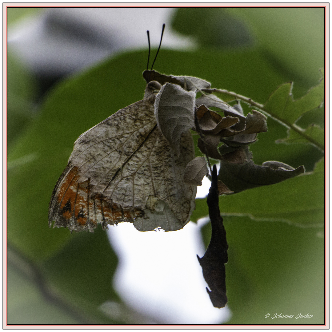 Schmetterling