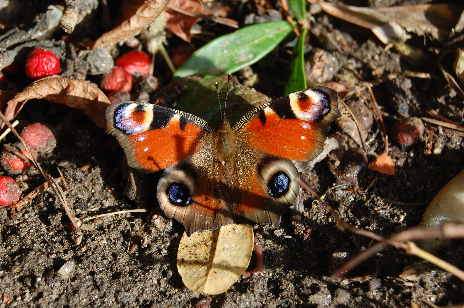 Schmetterling