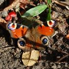 Schmetterling