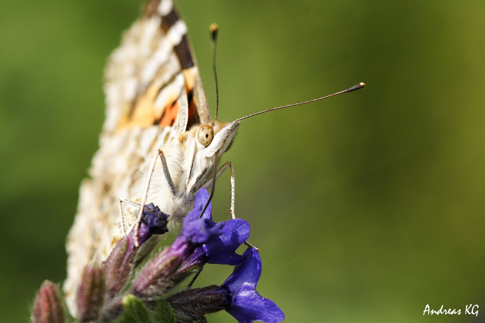 Schmetterling