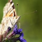 Schmetterling