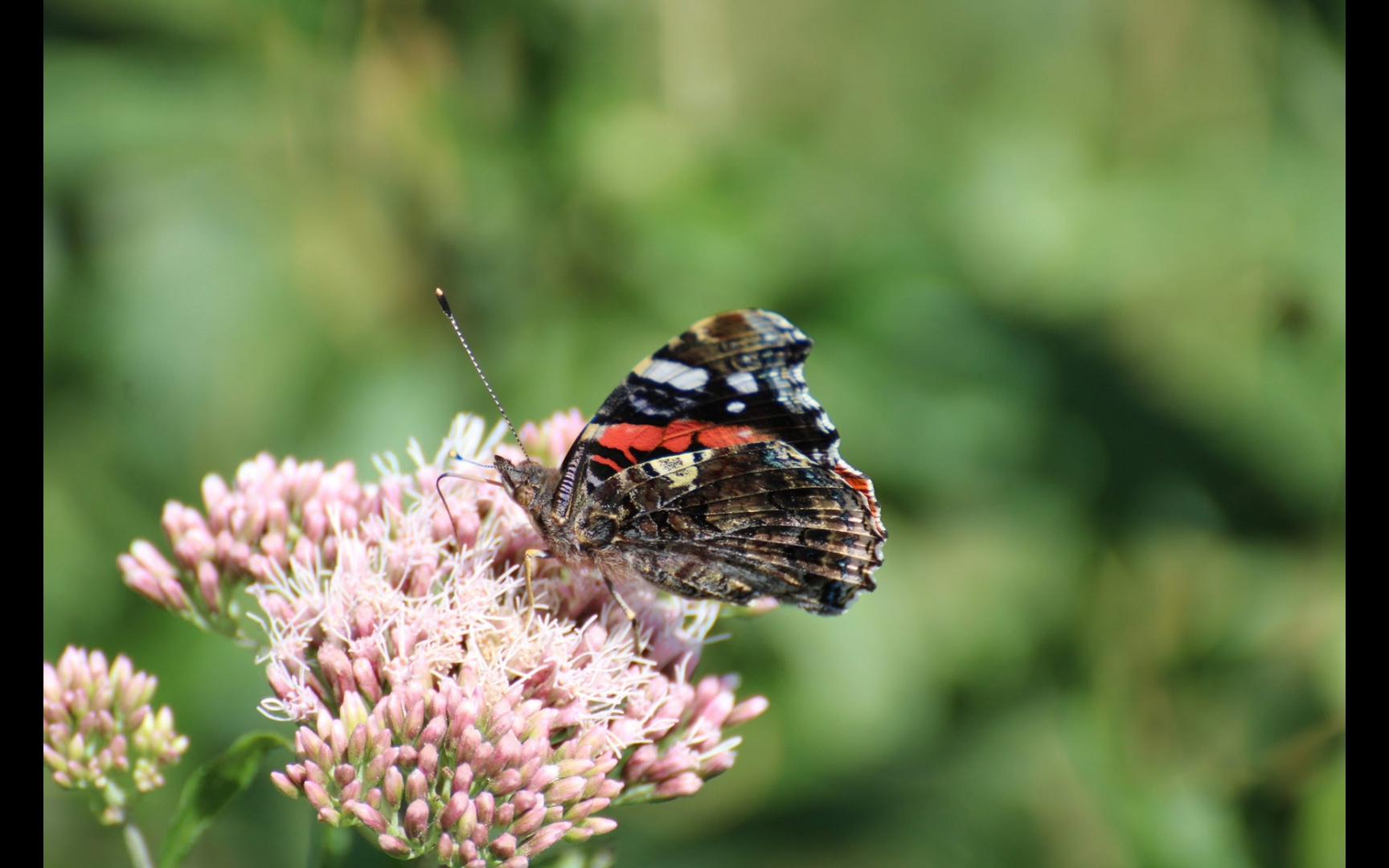 Schmetterling 