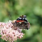 Schmetterling 