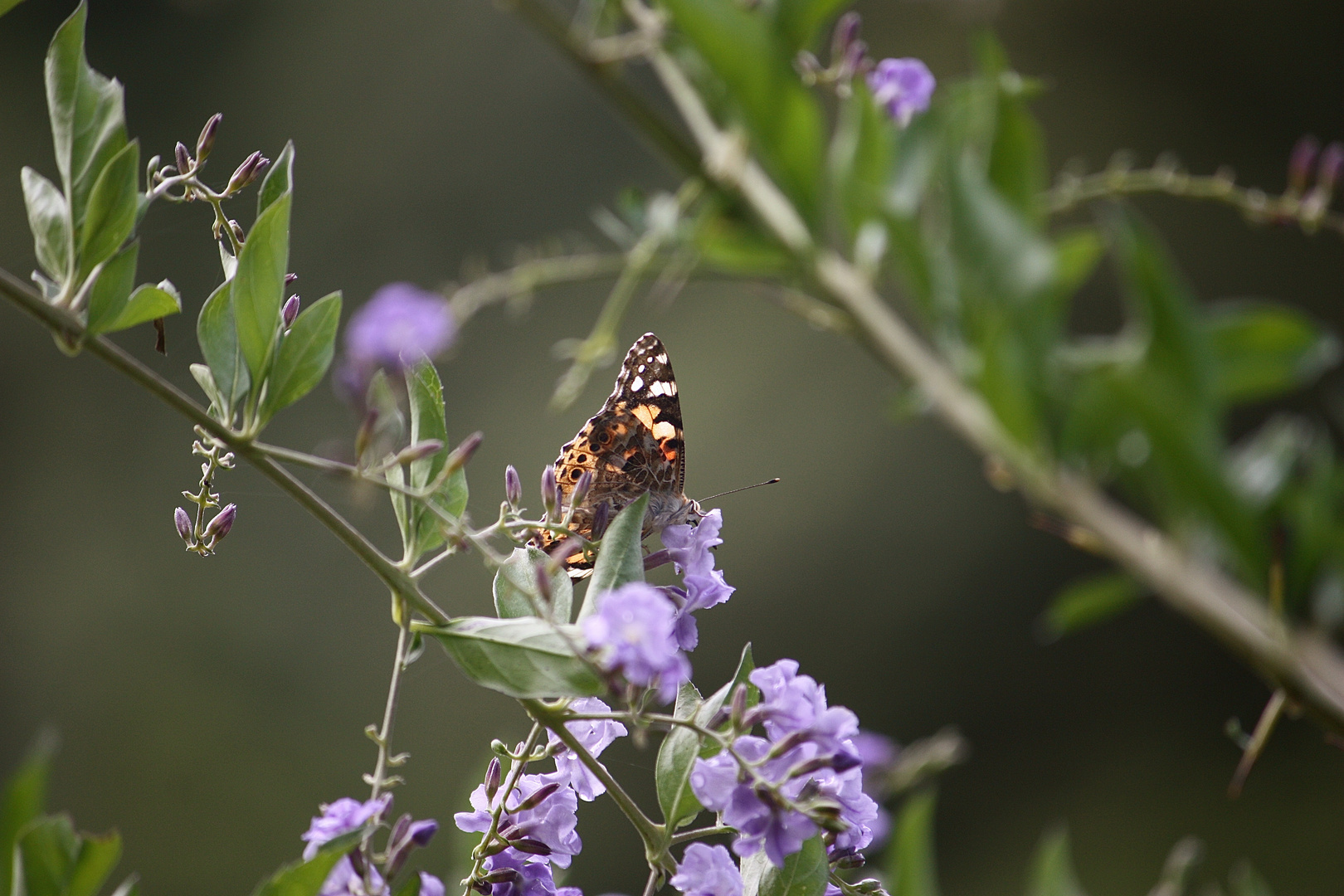 Schmetterling