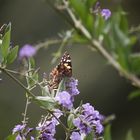 Schmetterling