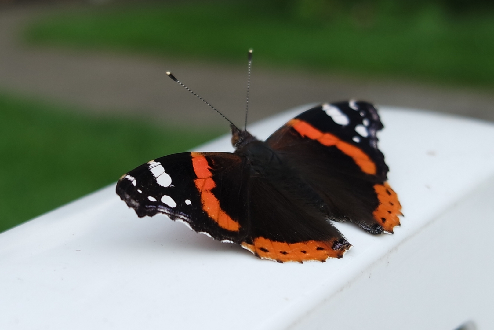 Schmetterling