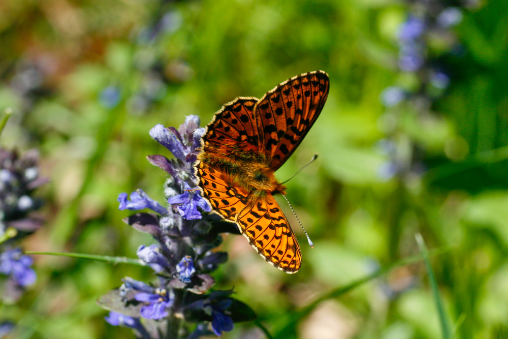 Schmetterling