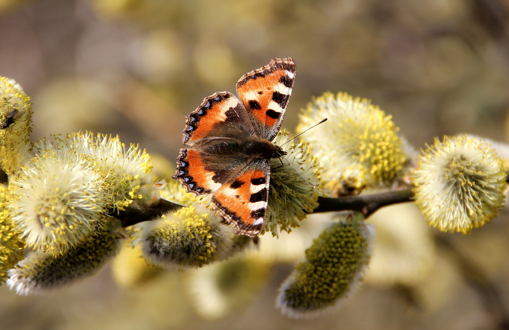 Schmetterling