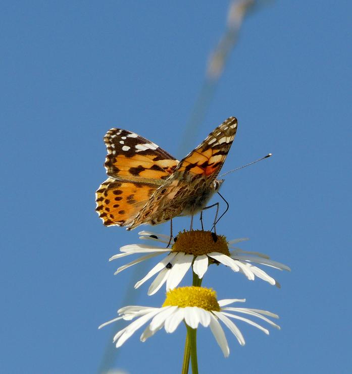 Schmetterling