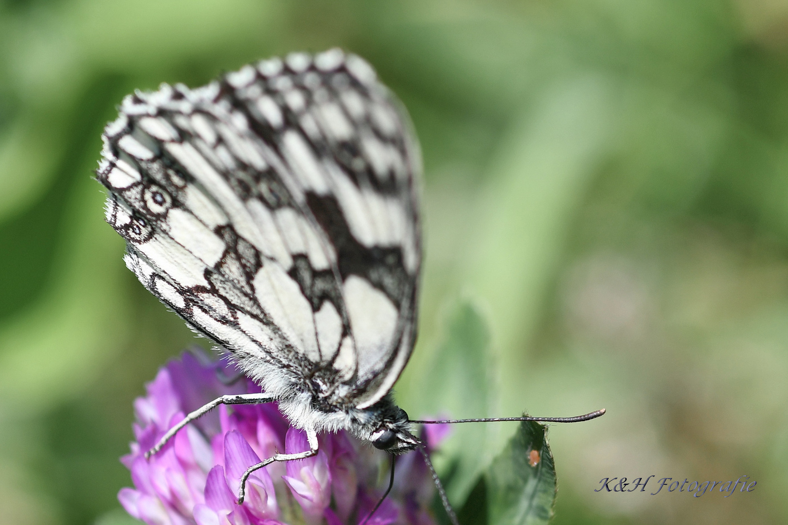 Schmetterling