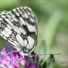 Schmetterling