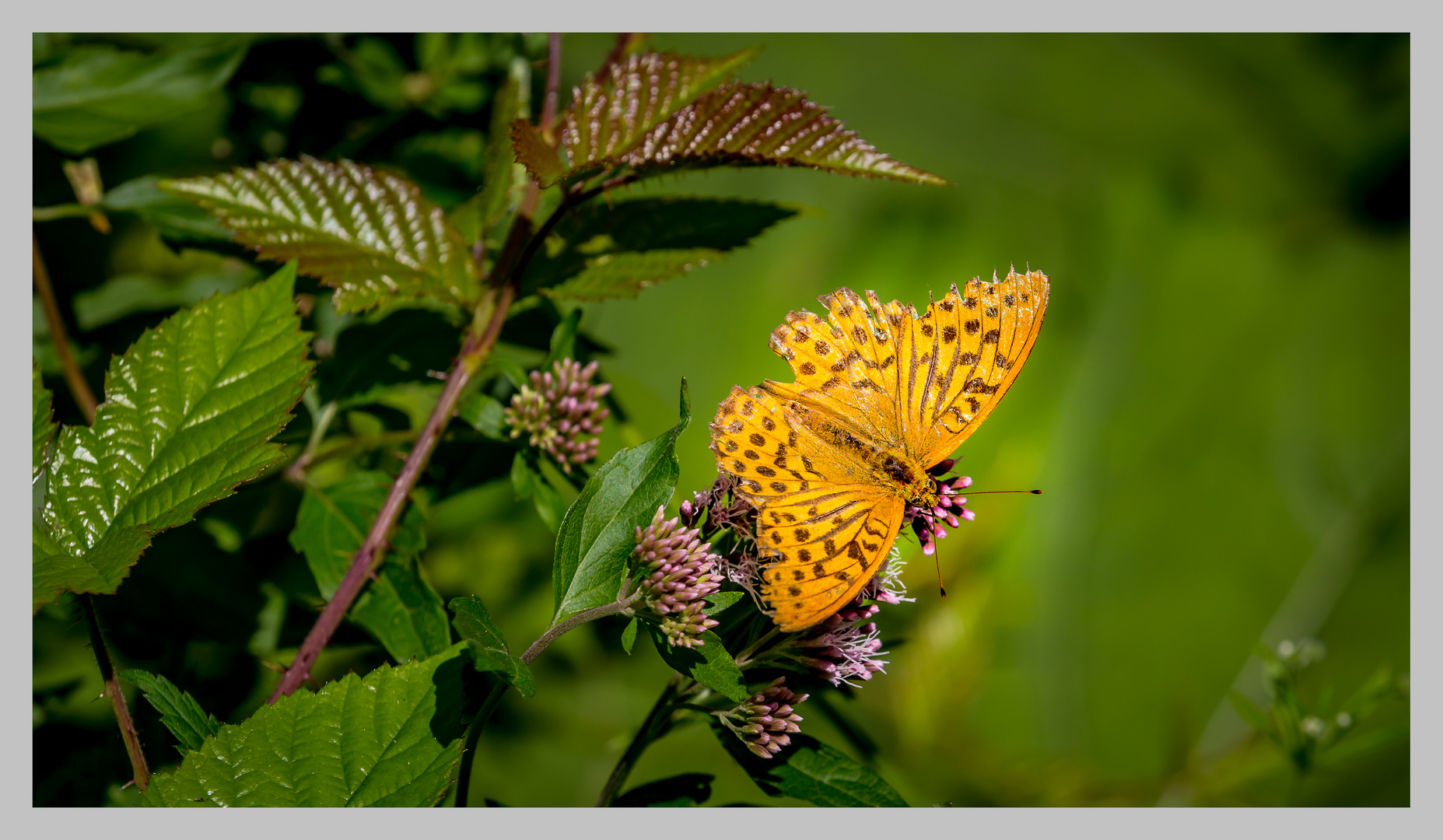 Schmetterling