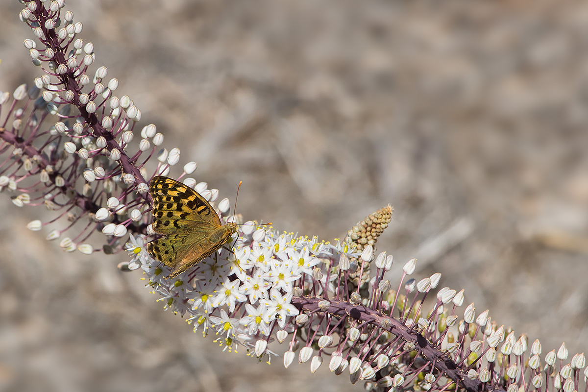 Schmetterling