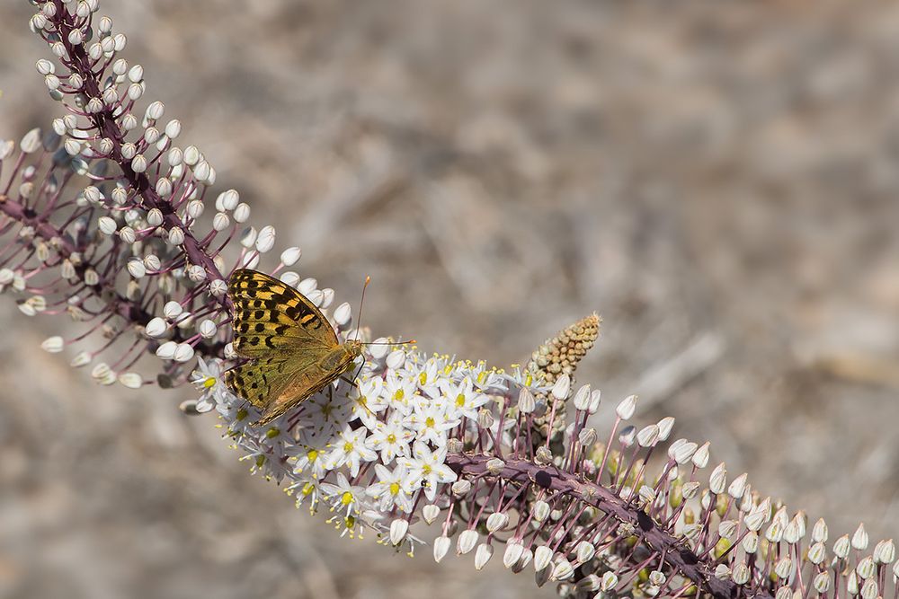 Schmetterling