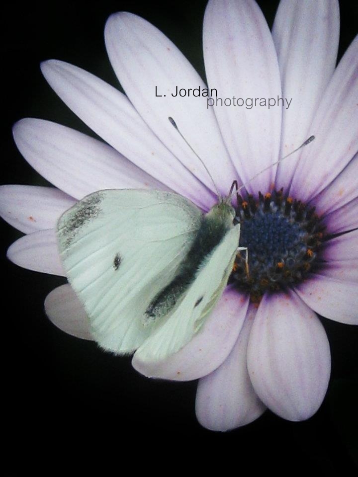 schmetterling