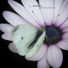 schmetterling