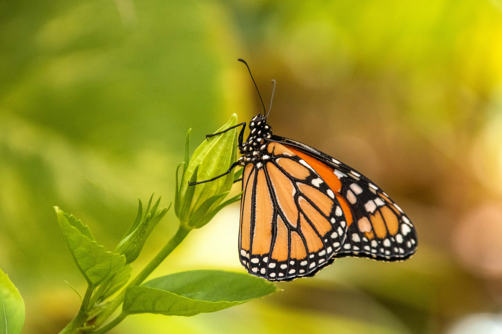 Schmetterling