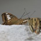 Schmetterling