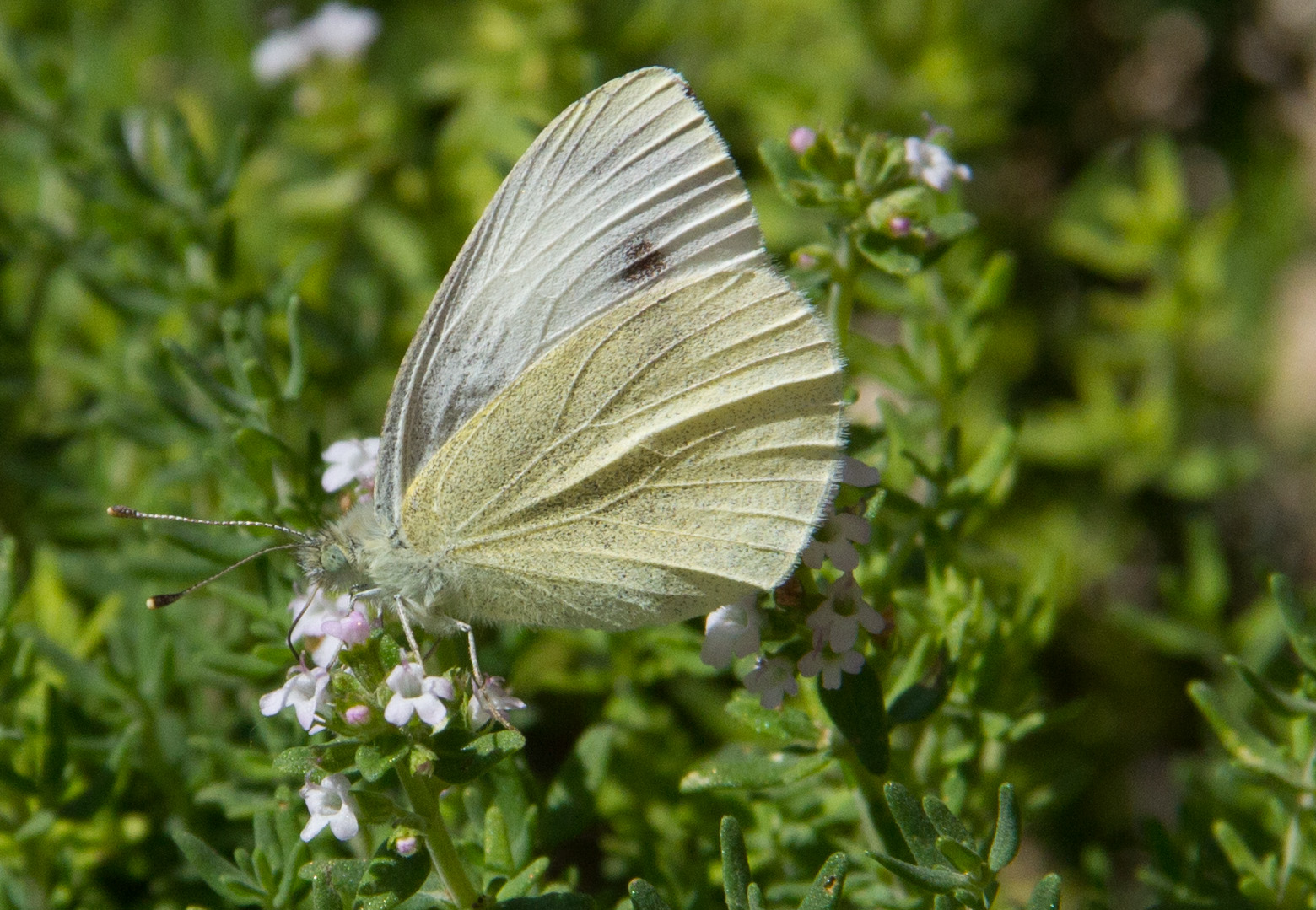 Schmetterling