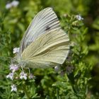 Schmetterling