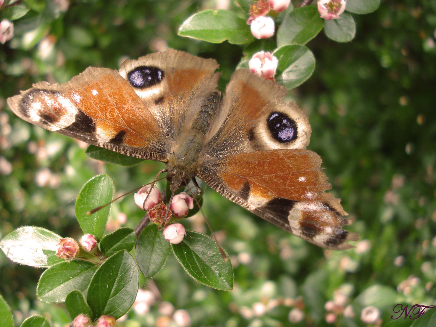 Schmetterling