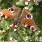 Schmetterling