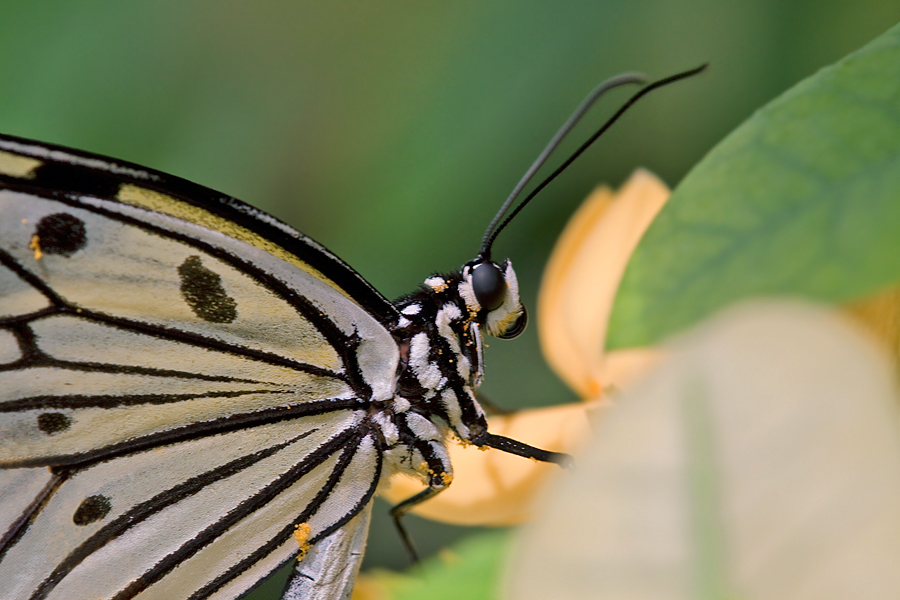 Schmetterling ..